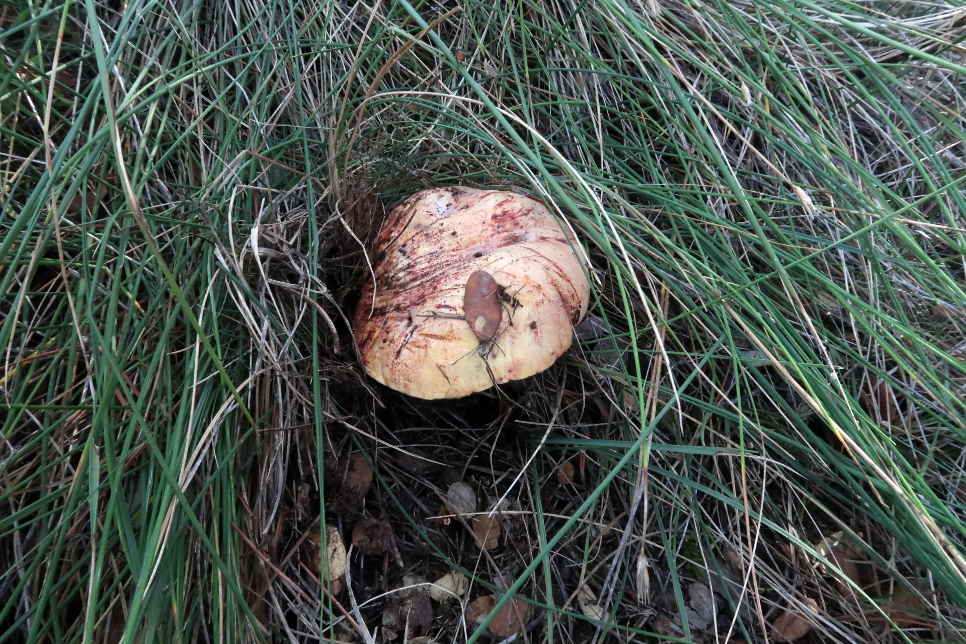 Rubroboletus lupinus - 1